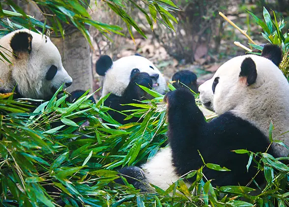 6 Days Private Tour of Chengdu - Leshan - Mt. Emei - Chengdu - Huanglong - Jiuzhaigou — photo 2