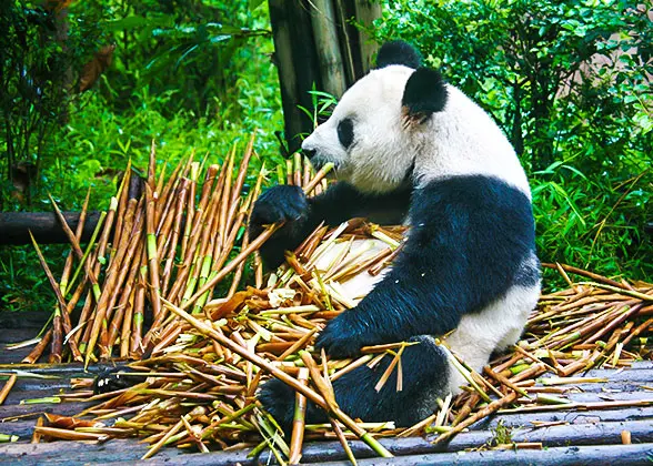 16 Days Private Tour of Beijing - Xi'an - Guilin - Yangshuo - Guilin - Chengdu - Chongqing - Yangtze River Cruise - Yichang - Shanghai — photo 2