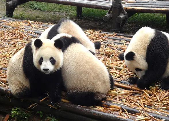 2 Days Chengdu Panda & Food Tour — photo 3