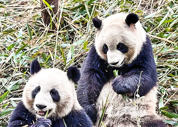 21 Days Private Tour of Beijing - Xi'an - Chengdu - Lijiang - Dali - Kunming - Guilin - Yangshuo - Guilin - Zhangjiajie - Shanghai - Suzhou - Shanghai — photo 4