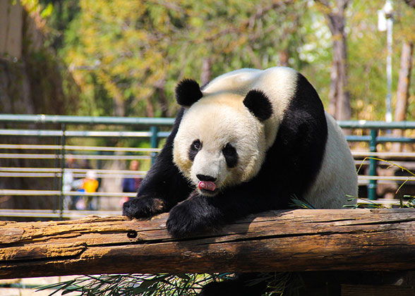 Panda Hall, Beijing Zoo
