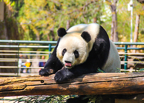 Cute Panda at the Beijing Zoo