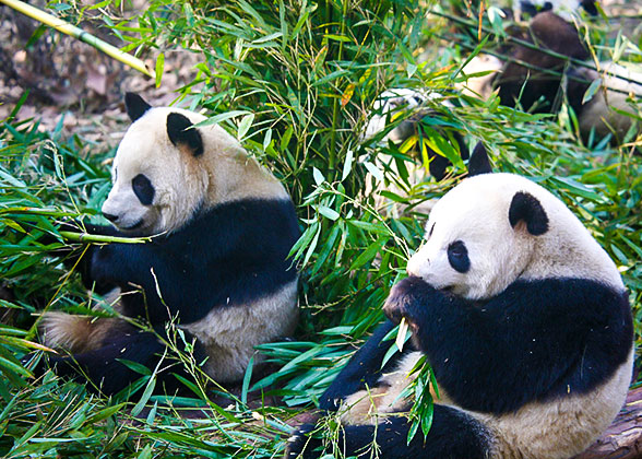 Cute Pandas at the Research Base, Chengdu
